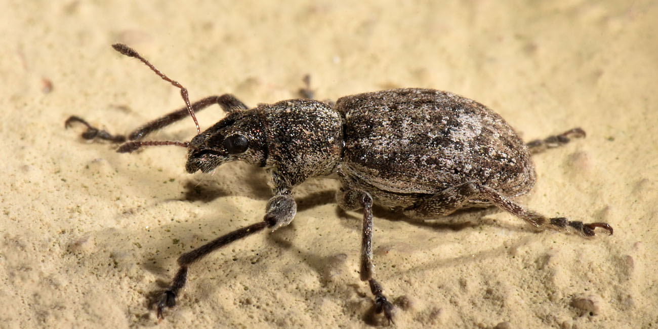 Curculionidae: Sitona sp?    No, Coelositona limosus